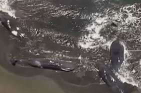 El mar advirtió la catástrofe: ballenas vararon en las costas de Japón horas antes de la alarma por tsunami