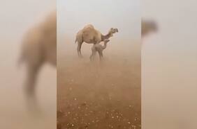 “Ríos de arena” y extremas lluvias azotan a Arabia Saudita