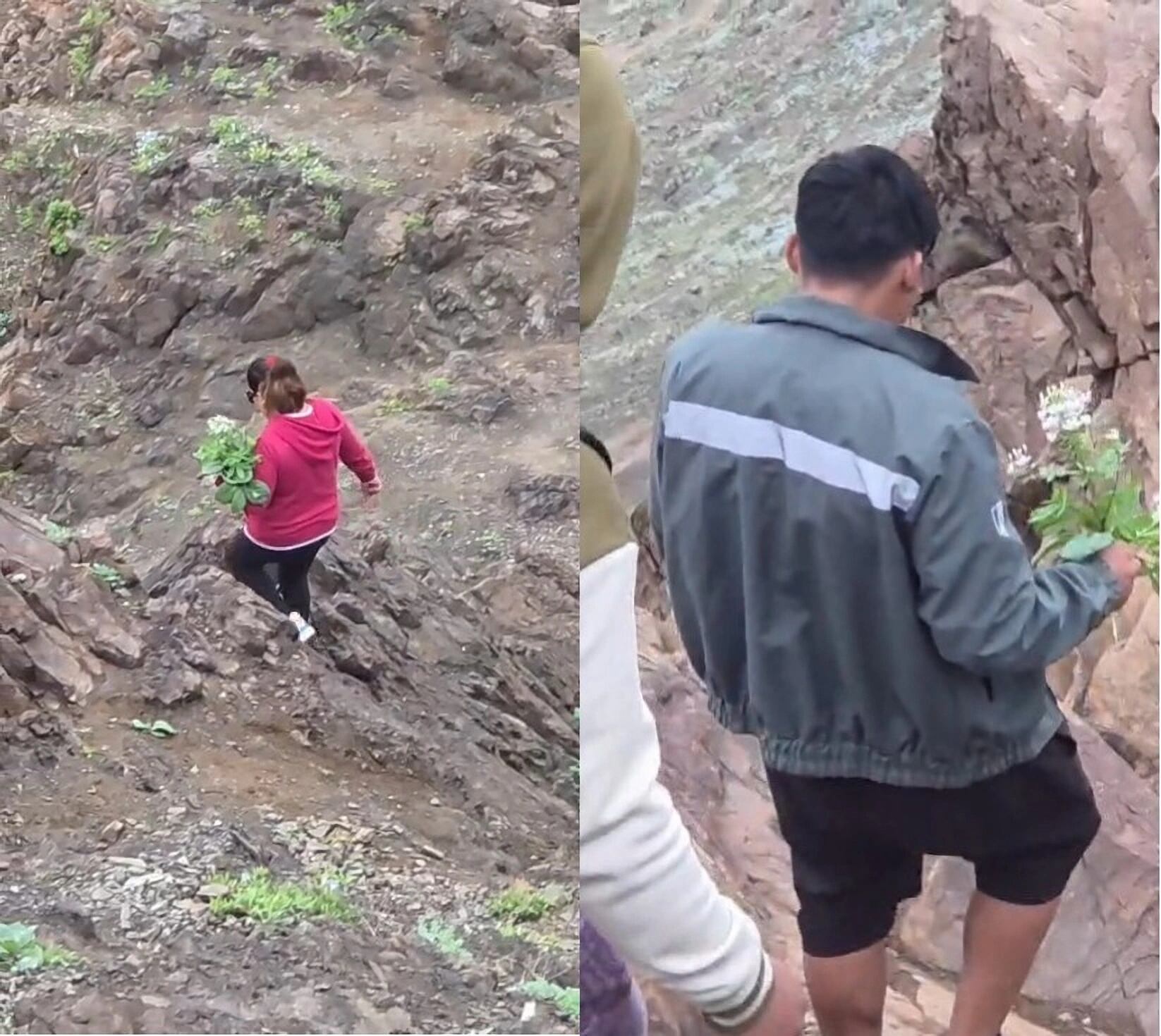 Conaf condena extracción de plantas endémicas en la Reserva Nacional La Chimba durante el desierto florido