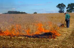 Conaf decreta restricción para quemas agrícolas en 10 regiones del país