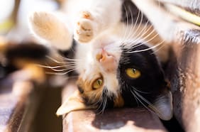 ¿Por qué los gatos ronronean? Esto es lo que dice la ciencia