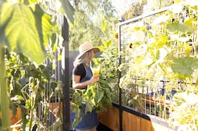 Mirada Paula: huertos a la casa