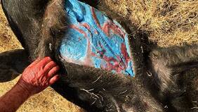 Cerdos con carne azul generan alarma en California: ¿Cuál es la causa de esta extraña condición?