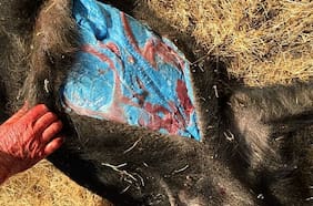 Cerdos con carne azul generan alarma en California: ¿Cuál es la causa de esta extraña condición?