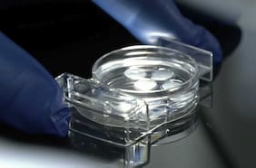 Científicos producen dos nuevos embriones de rinoceronte en peligro extinción