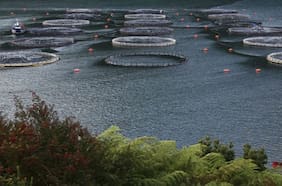Camanchaca reporta utilidades por US$ 40 millones tras mejor precio de productos pesqueros
