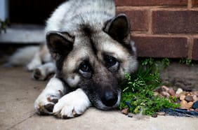 Estos son los alimentos prohibidos que no pueden comer perros ni gatos en Fiestas Patrias