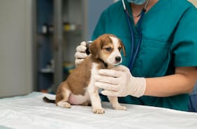 ¿Conviene contratar un seguro médico para mascotas?