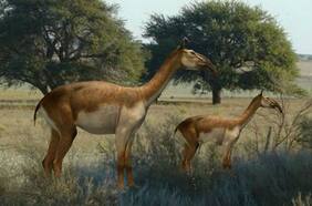 Descubren en el norte fósiles de un Macrauchenia, uno de los animales más misteriosos que habitó la Tierra