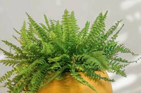 Las mejores plantas para departamentos (según especialistas en jardinería)