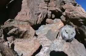 SMA dicta medidas contra minera Gold Fields tras incumplimiento del plan de rescate de chinchillas