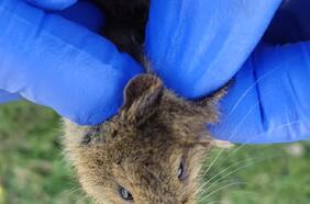 Vive en el país y es el mamífero terrestre más austral del mundo: científicos estudian su increíble adaptación