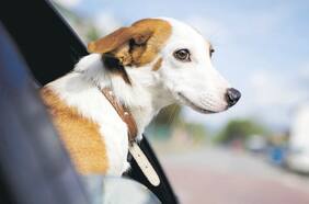 Todas las alternativas para viajar con mascotas felices y seguras