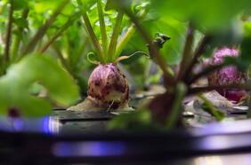 Cosechan los primeros rábanos cultivados en el espacio