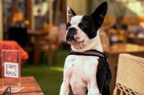 Día del Perro: 18 lugares pet friendly a los que puedes ir con tu mascota