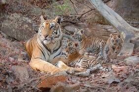 Tigres: el bello documental de Disneynature que muestra la crianza de la especie símbolo de India
