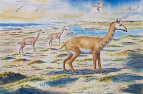 Descubren una nueva y enigmática especie de mamífero que vivió hace 7 millones de años en Chile