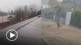 Captan a un puma caminando por los techos y patios de casas en Paine