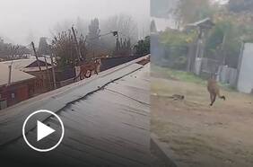 Captan a un puma caminando por los techos y patios de casas en Paine