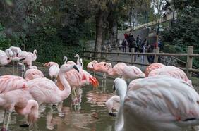 Zoológico Metropolitano gratis: revisa cómo canjear las entradas liberadas