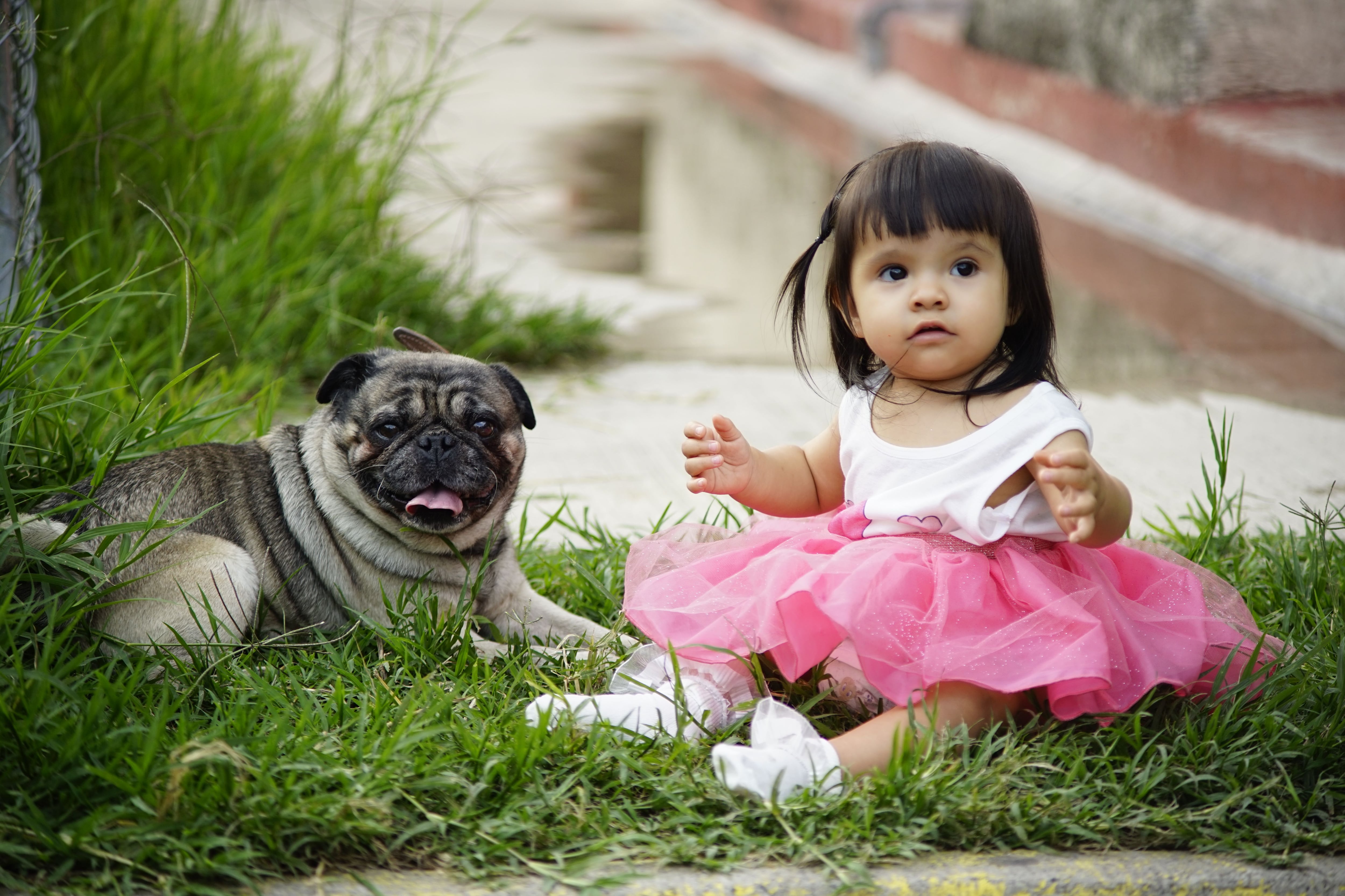 Los perros aprenden palabras de la misma forma que los bebés humanos, según un estudio. Foto: Pexels