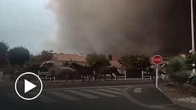 Centro ecuestre libera a caballos en medio de incendio forestal en Francia: huyeron entre el humo