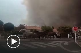 Centro ecuestre libera a caballos en medio de incendio forestal en Francia: huyeron entre el humo