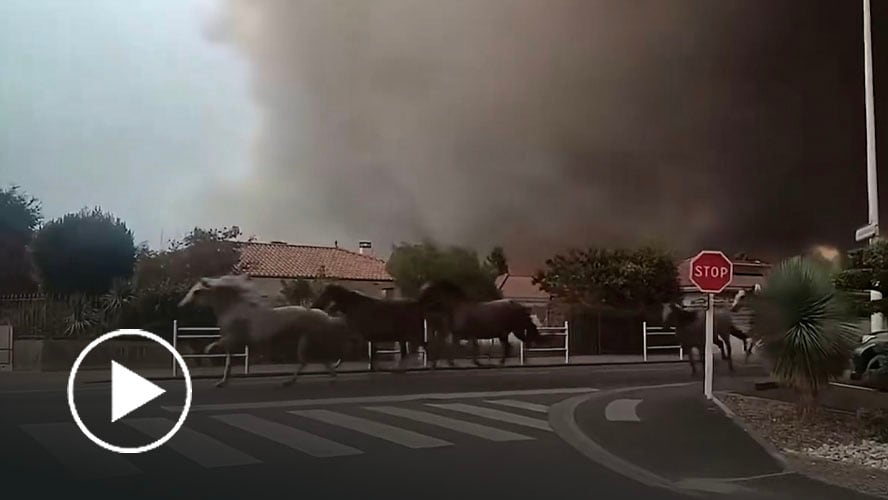 Centro ecuestre libera a caballos en medio de incendio forestal en Francia: huyeron entre el humo