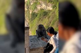 Mujer “negocia” con un mono para recuperar su celular