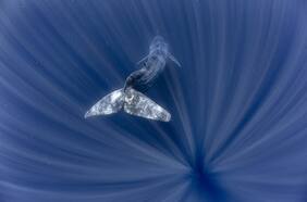 ¿Viva o muerta? Inédito estudio fija el valor económico de la ballena azul en Chile, el animal más grande del mundo