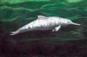 Paleontóloga de la U. de Chile participa en descubrimiento de nueva especie de delfín que vivió hace 7 millones de años