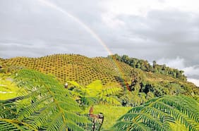 Los palteros chilenos expanden su negocio a Colombia