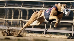 Congreso votará este martes proyecto que busca prohibir las carreras de perros