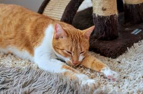 ¿Por qué los gatos amasan? Descubre las razones
