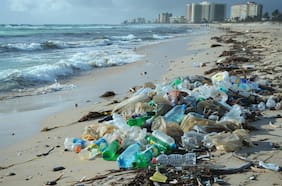 Día Mundial de los Océanos: la protección empieza por la costa