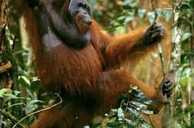El increíble descubrimiento en orangutanes tras 30 años de observaciones