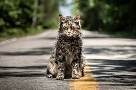 Ahora harán una precuela de Pet Sematary
