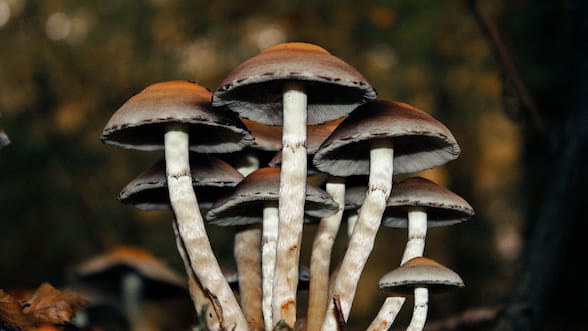 La psilocibina de los hongos alucinógenos podría prevenir el daño nervioso causado por la quimioterapia