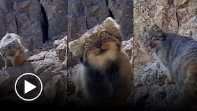 Graban una extraña y pocas veces vista especie de Felino silvestre