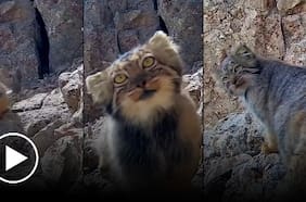 Graban una extraña y pocas veces vista especie de felino silvestre