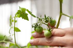 Mirada Paula: una mirada íntima al cultivo