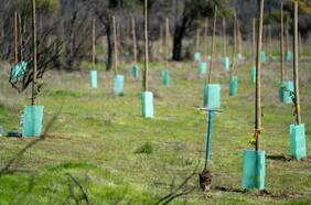 Tras megaincendio del 2024: realizan nueva jornada de reforestación en la Reserva Nacional Lago Peñuelas