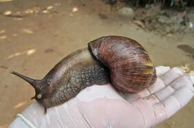 Alerta por presencia del caracol gigante africano en Chile: ¿cuáles son los riesgos?