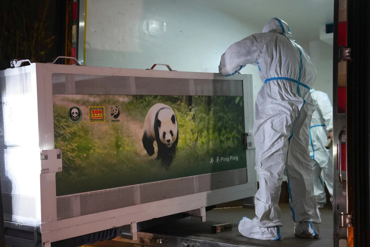 Miembros del personal trasladan una jaula que contiene al panda gigante Ping Ping en Chengdu, en China,el sábado. Foto: Xinhua