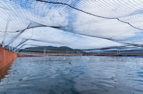 La Inteligencia Artificial y la sustentabilidad revolucionan la industria salmonera