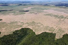 Impacto de la deforestación: estudio revela consecuencias medioambientales de programas de desarrollo rural