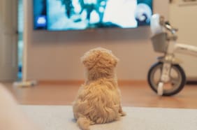 DogTV: el servicio de streaming para perros pandémicos, aburridos y ansiosos que se quedan solos en casa