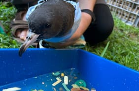 Las aves de esta isla del Pacífico ingirieron tanto plástico que “crujen” al ser tocadas