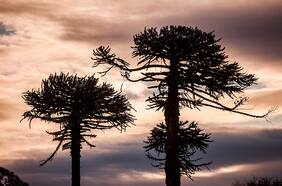 Futuro de las araucarias: ¿Cómo procurar su crecimiento?