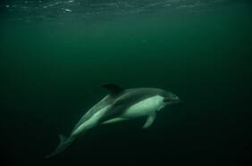 La asombrosa expedición de National Geographic al milenario rincón kawésqar